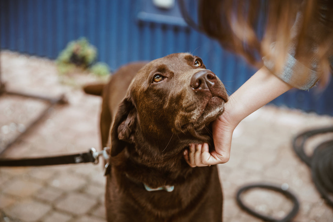 Why Training is Essential for Adult Rescued Dogs