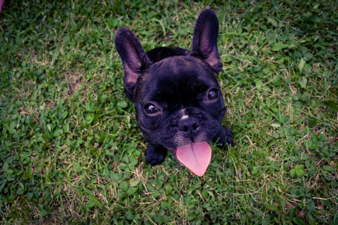 The Great Frenchie Dilemma: Conquering Quirky Training Issues with French Bulldogs