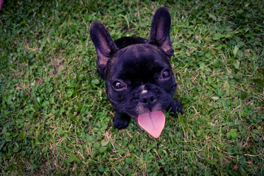 The Great Frenchie Dilemma: Conquering Quirky Training Issues with French Bulldogs